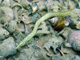 spiny eel