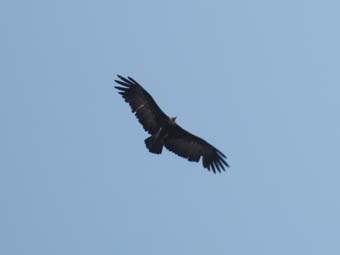 vulture2
